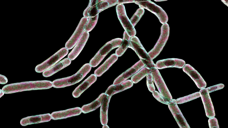 Bacillus anthracis (Anthrax)