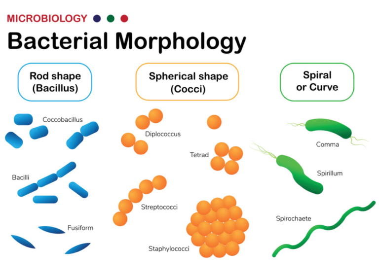 Bacterial morphology