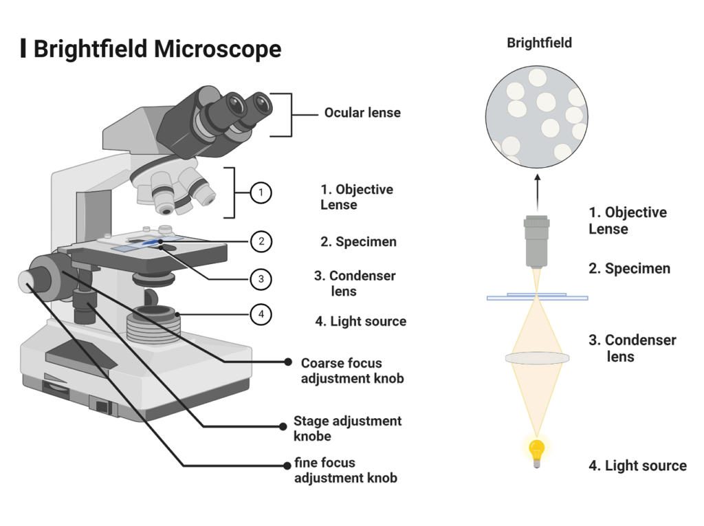 Brightfield Light microscope