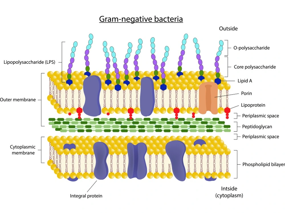 Gram negative bacterial cell wall