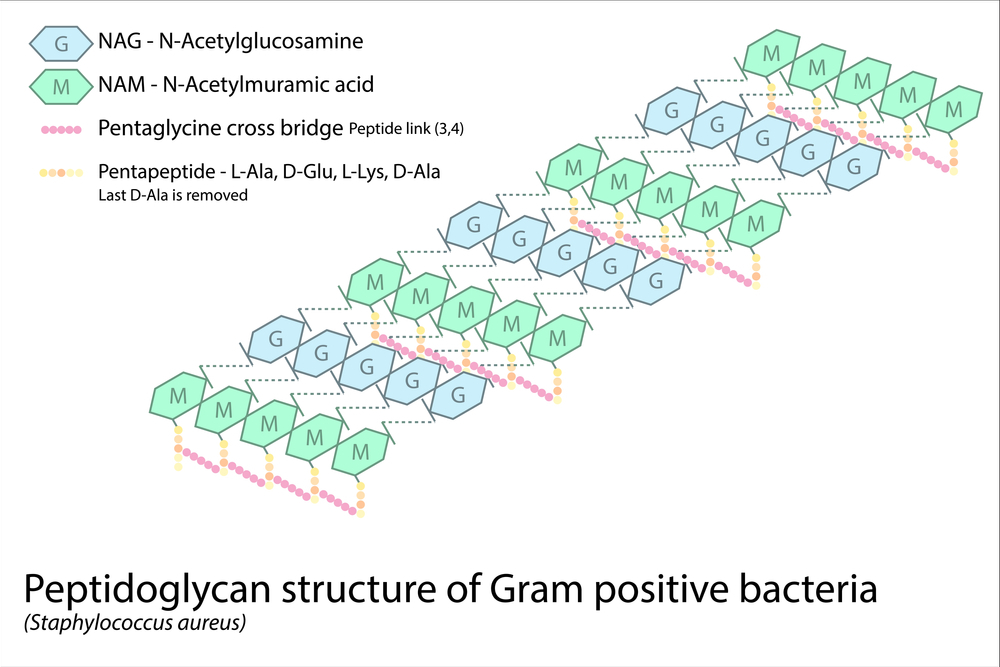 Structure of gram-positive cell wall