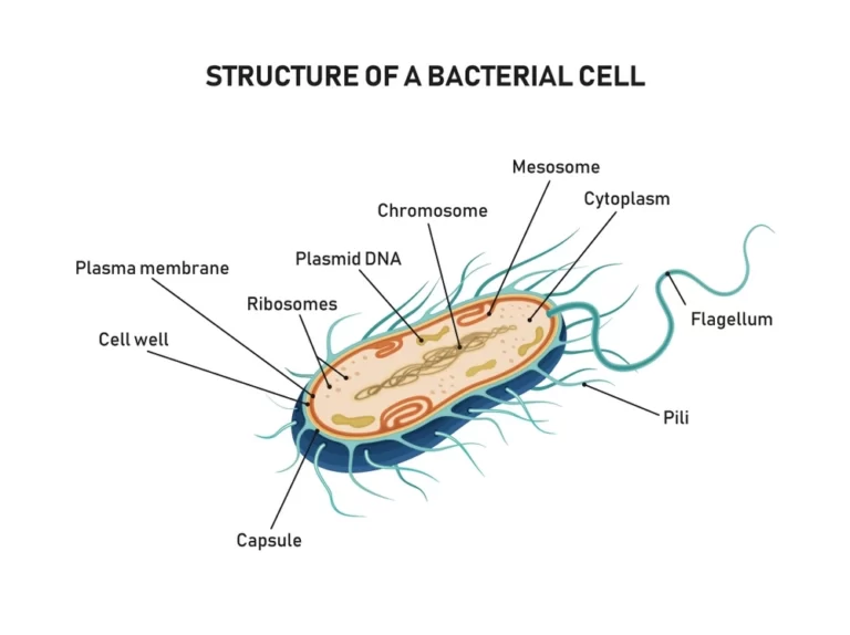 Bacteria structure