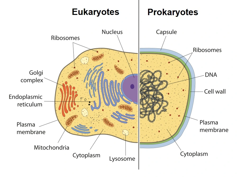 Prokaryotes vs Eukaryotes