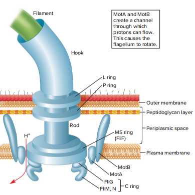 how flagella rotate