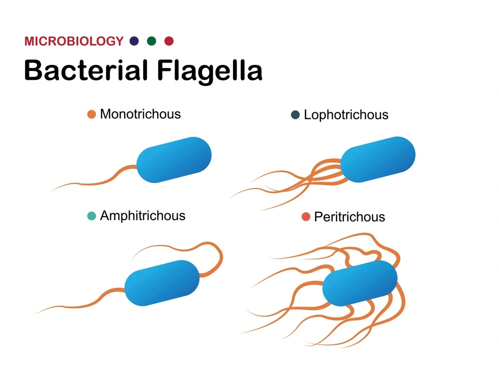 bacterial flagella