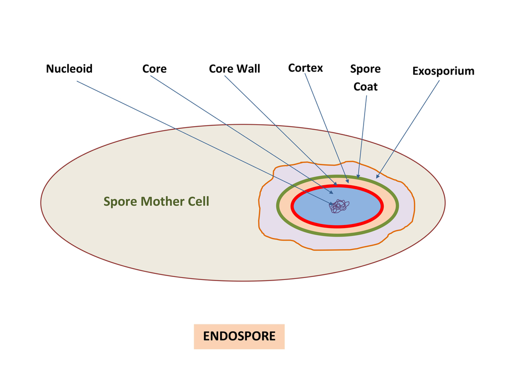 structure of endospore