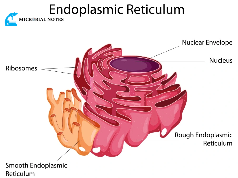 Endoplasmic Reticulum Diagram And Function Cell Cycle And Ce