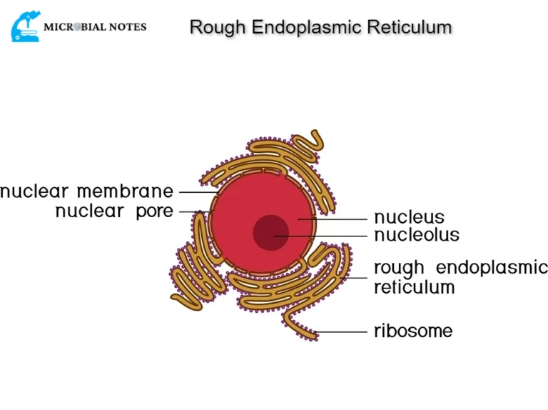 Rough endoplasmic reticulum