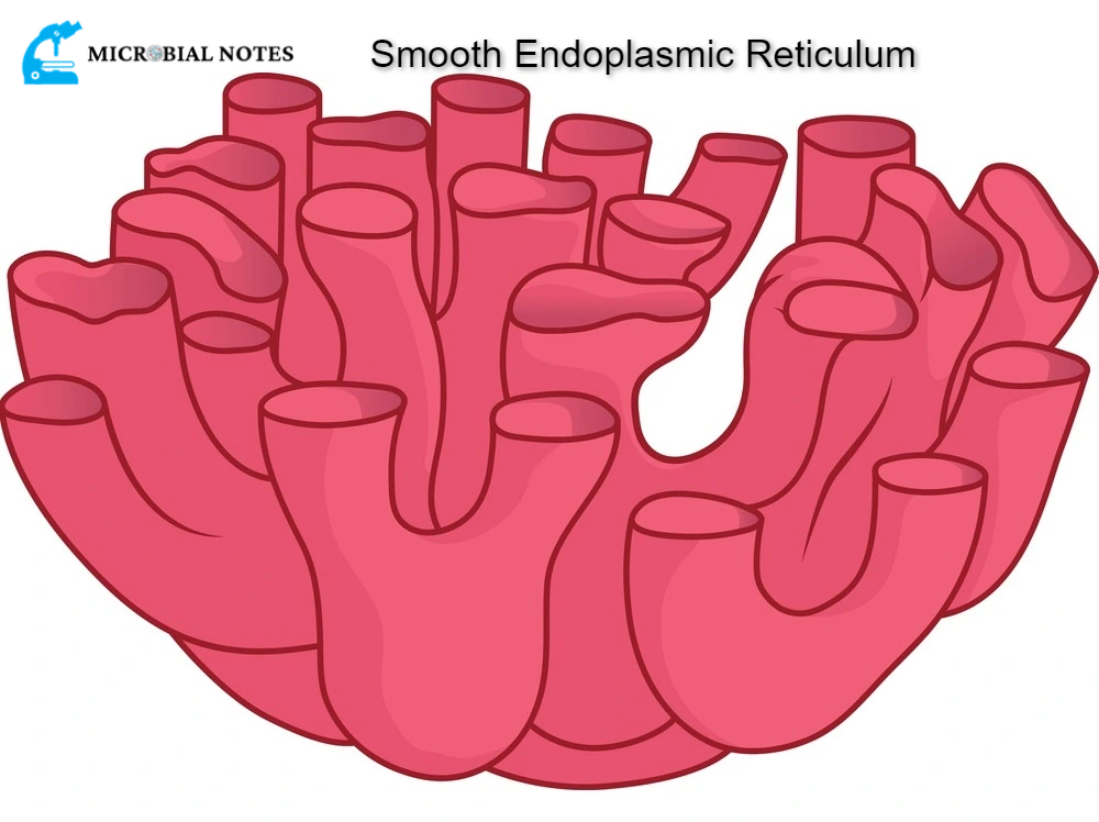 smooth endoplasmic reticulum