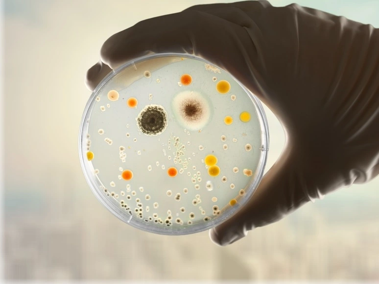 Colony Morphology - Its Shapes And Appearance - Microbial Notes