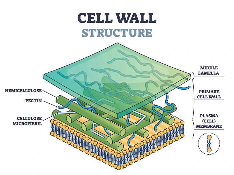 eukaryotic cell wall
