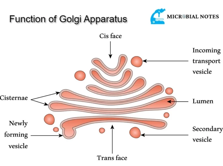Function of golgi apparatus