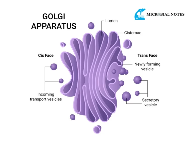 golgi apparatus