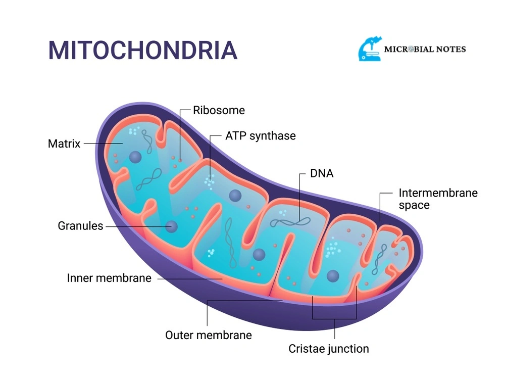 mitochondria, mitochondrion
