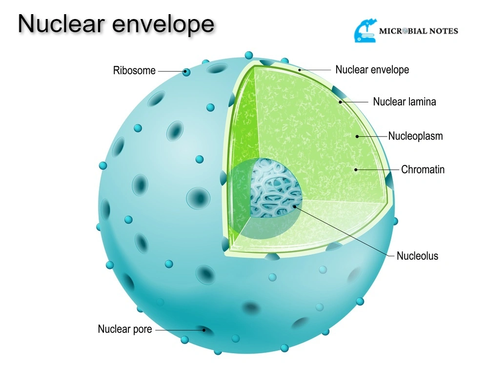 Nuclear envelope