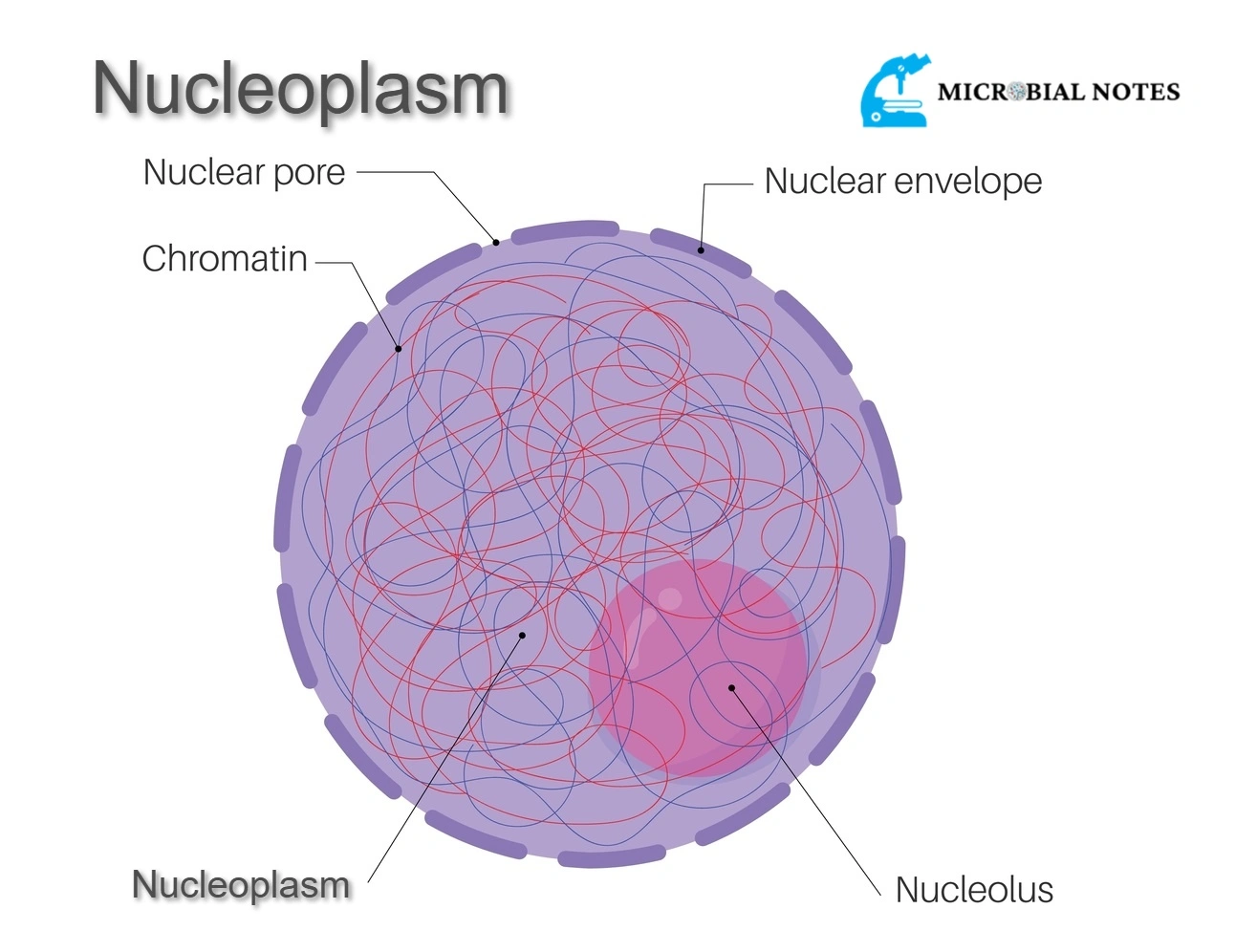 Nucleoplasm - Its structure and function - Microbial notes