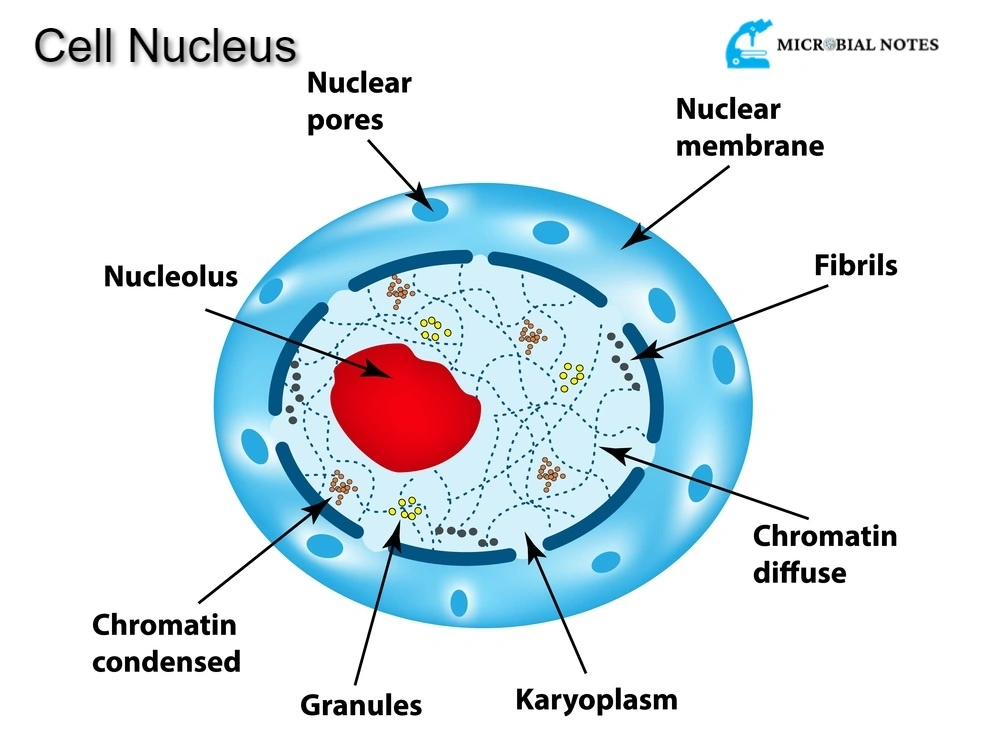 cell nucleus