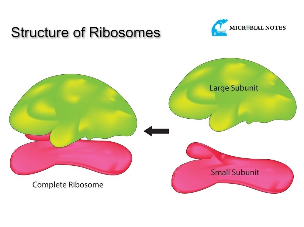 Ribosomes