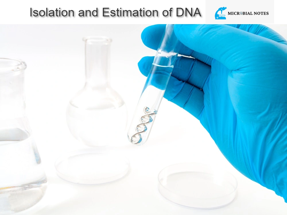Isolation and Estimation of DNA