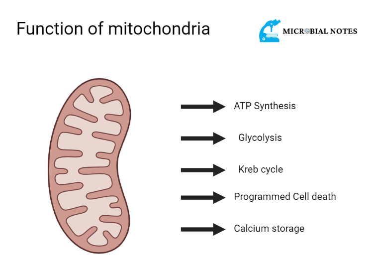 functions of mitochondria