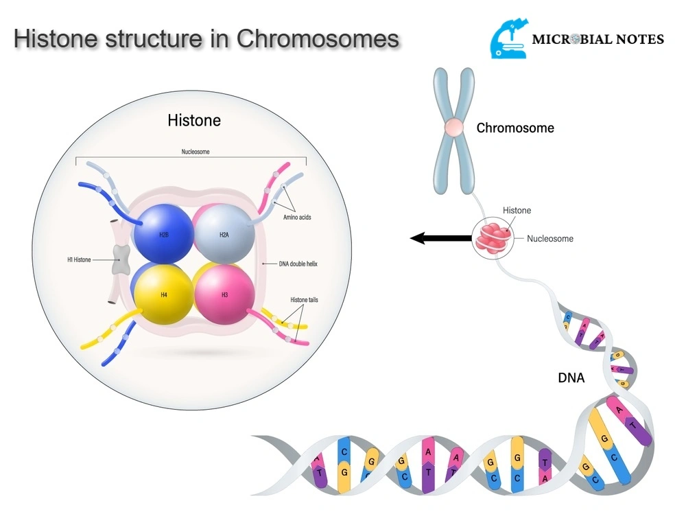 histones in chromosomes