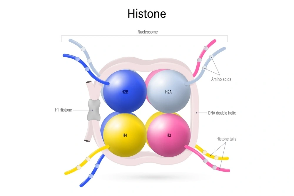 histone structure 
