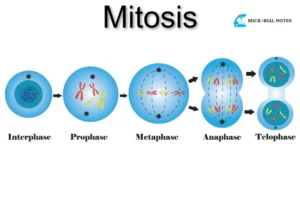 mitosis-phase
