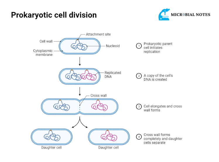 prokaryotic cell division