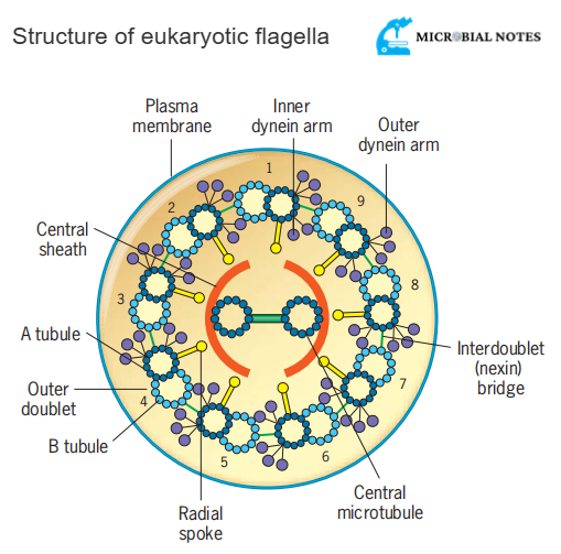 Structure of flagella 
