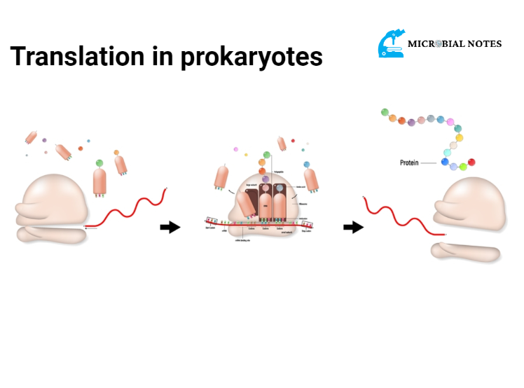 translation in prokaryotes