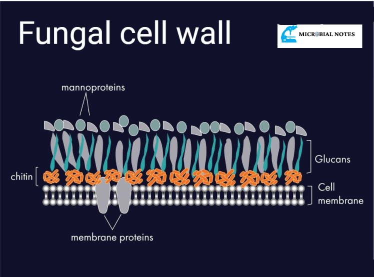 cell wall of fungi
