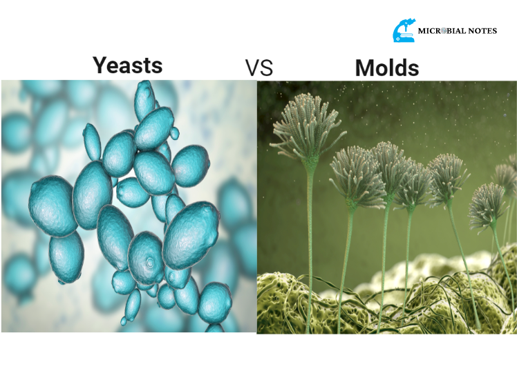 yeasts vs molds