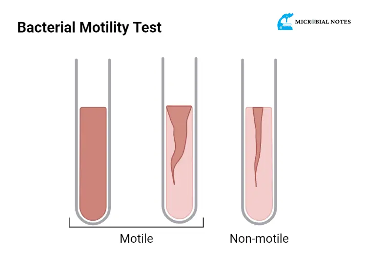 Bacterial motility testing