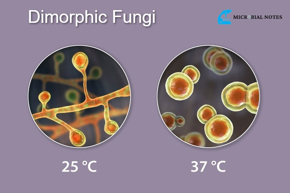 dimorphic fungi