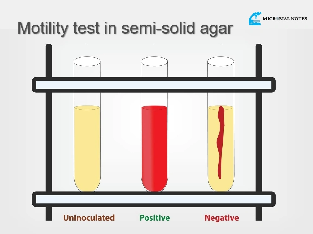 semi-solid agar method