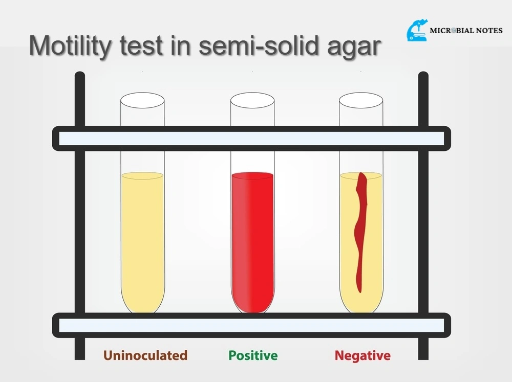 Determine Bacterial Motility with Semi-Solid Agar Method