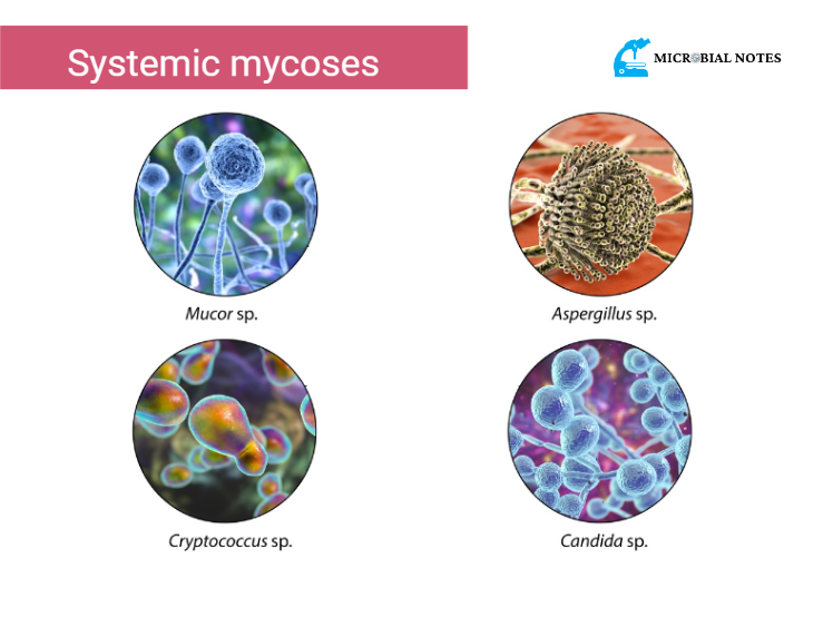 systemic mycoses