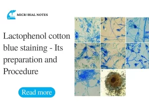 Lactophenol cotton blue staining
