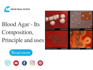 blood agar