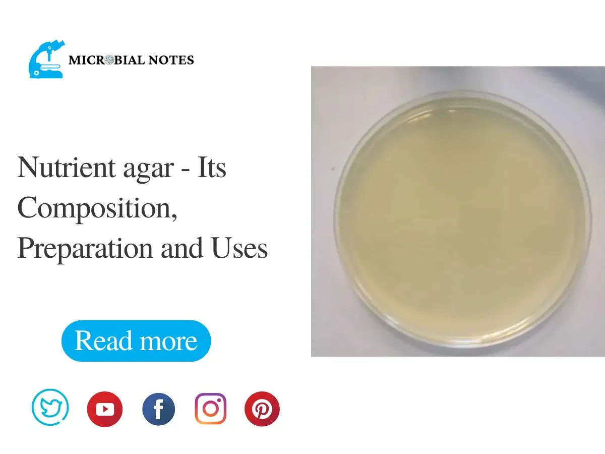 Nutrient Agar Growth at Annie Spafford blog