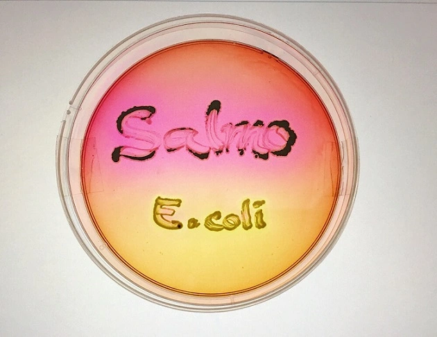 xld agar having salmonella and ecoli 