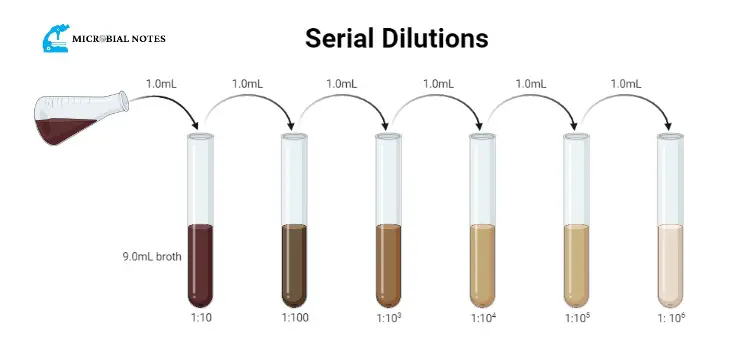 serial dilution procedure 
