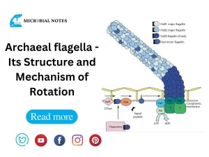 Archaeal flagella
