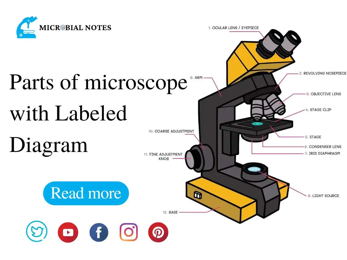 Microscope Diagram Labeled, Unlabeled and Blank | Parts of a Microscope –  Tim's Printables