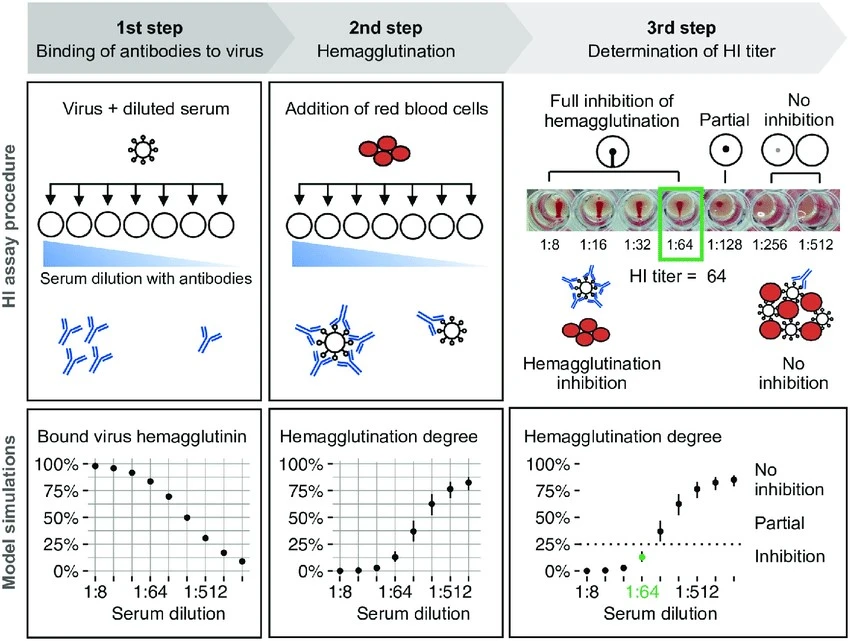 Hemagglutination Inhibition Assay Hi Easy Steps To Perform