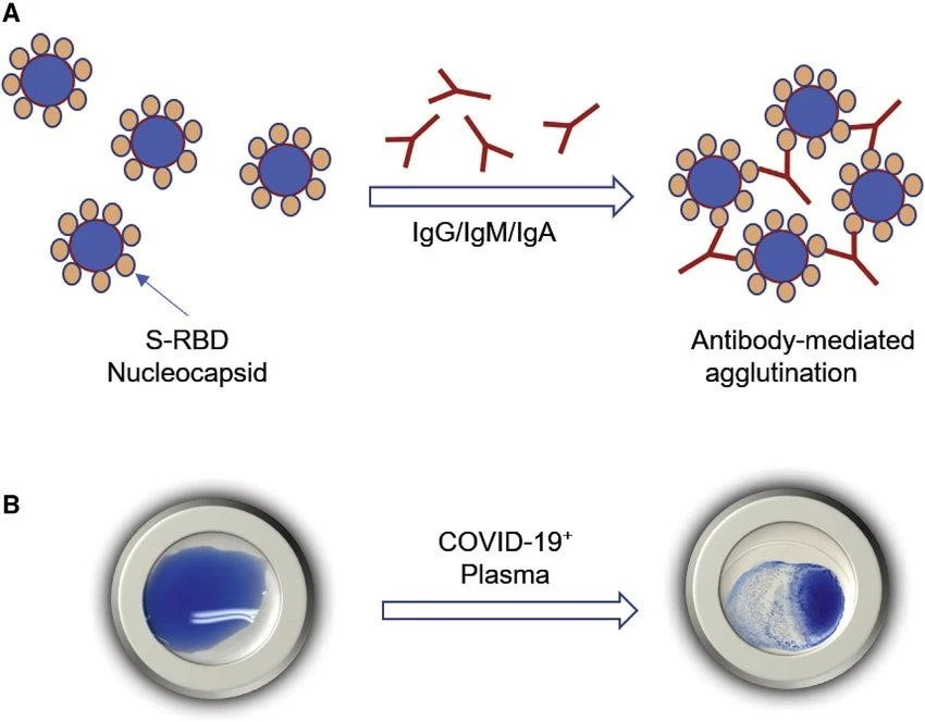 slide agglutination test procedure