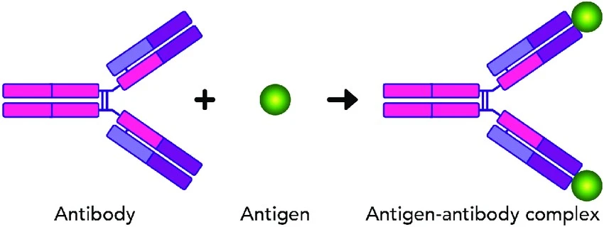 antibody antigen complex