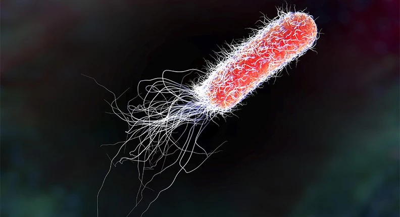 3d image of e. coli