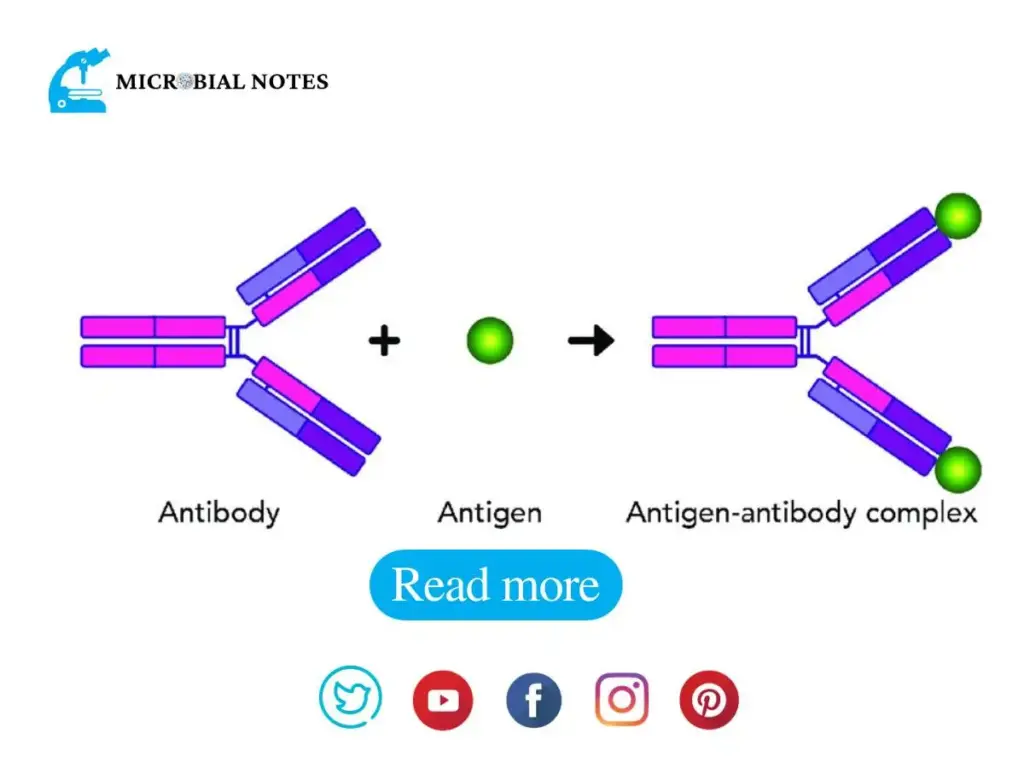 antigen antibody interaction