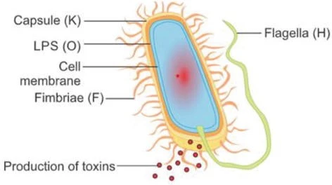 antigenic structure of e coli